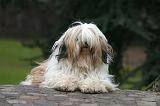 TERRIER DU TIBET 380